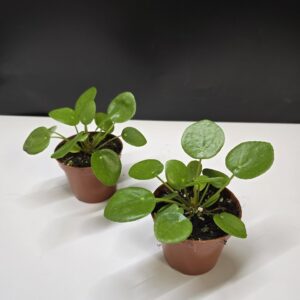 Pénzlevelű pilea ↑ 15cm ⊘ 8cm