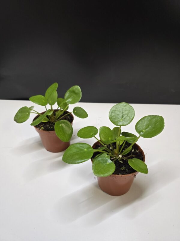 Pénzlevelű pilea ↑ 15cm ⊘ 8cm