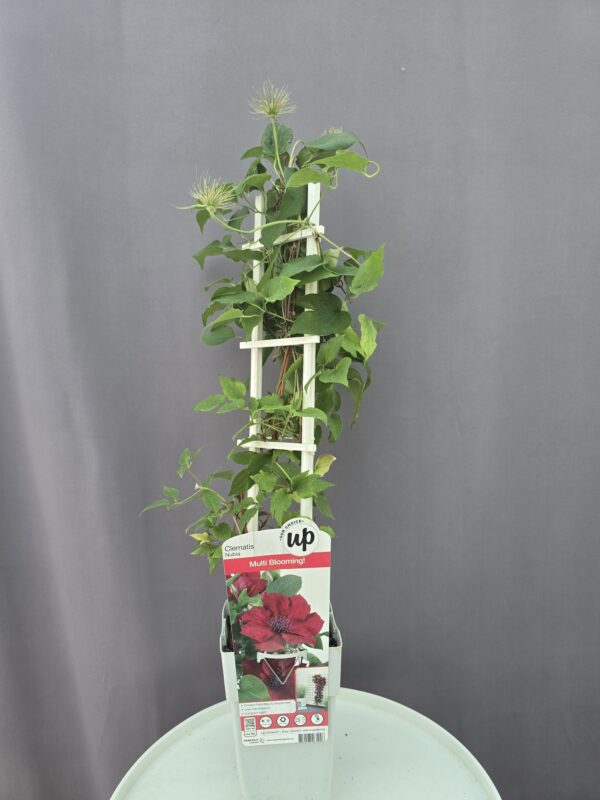 Clematis Nubia ↑ 60cm ⊘ 14cm - Image 2