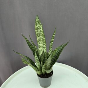Sansevieria Black coral ↑ 7cm ⊘ 15cm