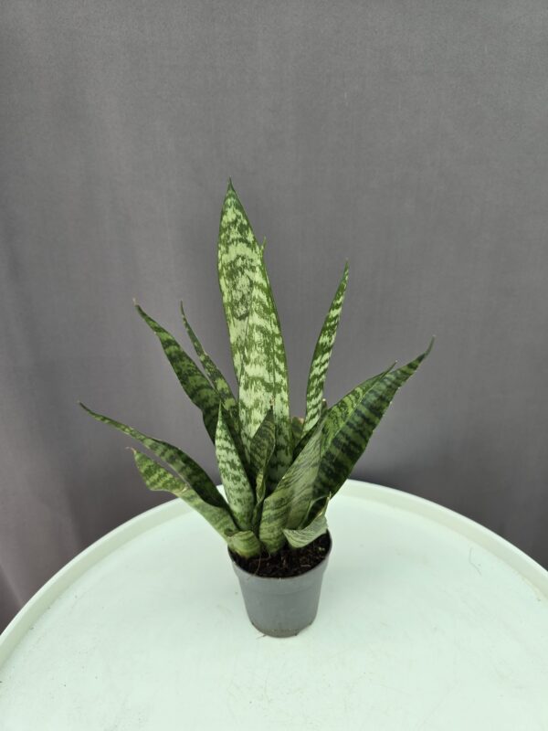 Sansevieria Black coral ↑ 7cm ⊘ 15cm