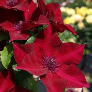 Clematis Nubia ↑ 60cm ⊘ 14cm