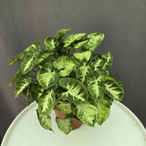 Syngonium Pixie ↑ 25cm ⊘ 12cm