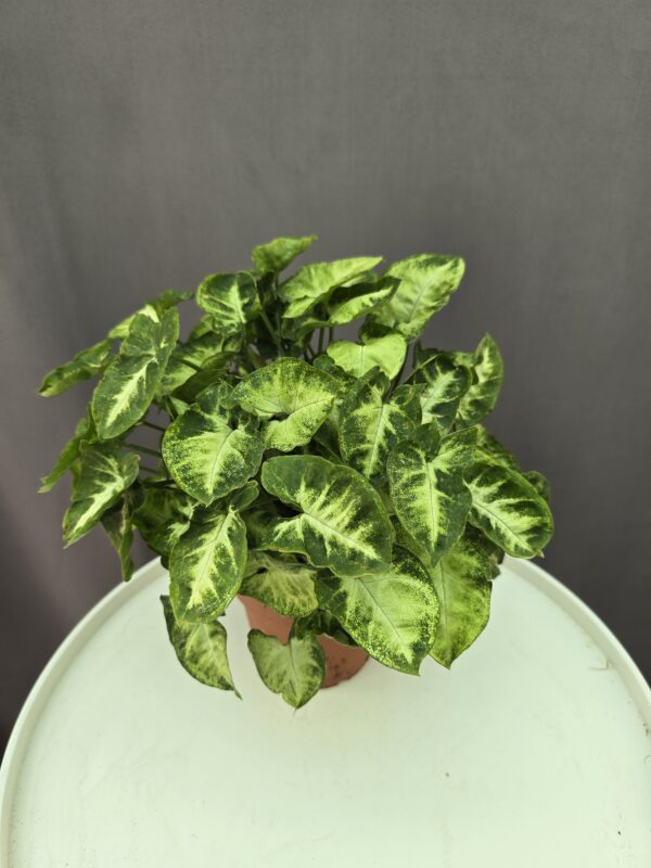 Syngonium Pixie ↑ 25cm ⊘ 12cm