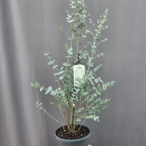 Eucalyptus gunnii 'Blue Ice' ↑ 70cm ⊘ 24cm