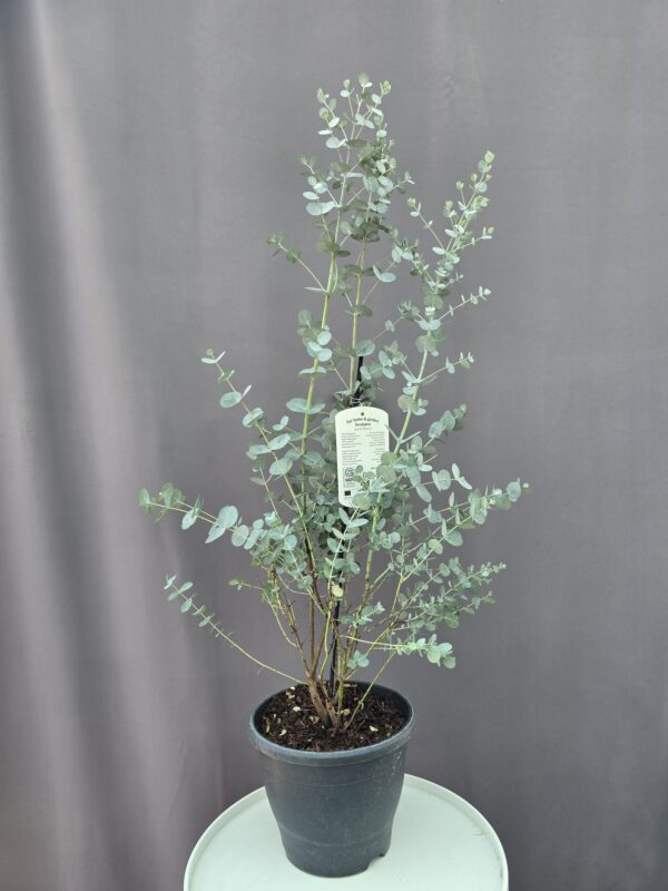 Eucalyptus gunnii 'Blue Ice' ↑ 70cm ⊘ 24cm