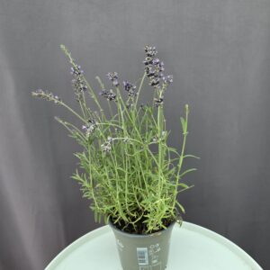 Angol Levendula ↑ 25cm ⊘ 13cm