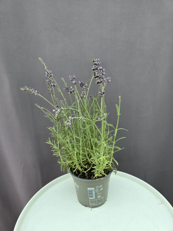 Angol Levendula ↑ 25cm ⊘ 13cm