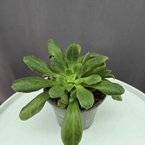 Zsákbamacska Lewisia ↑ 20cm ⊘ 12cm