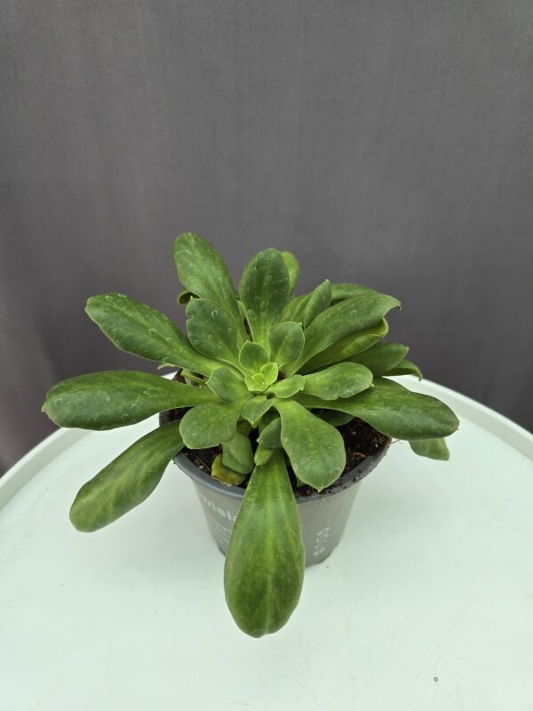 Zsákbamacska Lewisia ↑ 20cm ⊘ 12cm