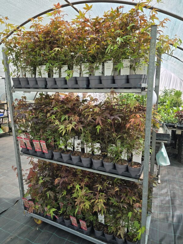 Acer Palmatum Atropurpureum - Vöröslevelű japánjuhar  ↑35-40cm ⊘10cm - Image 2