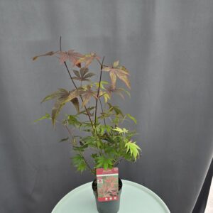 Acer Palmatum Atropurpureum - Vöröslevelű japánjuhar  ↑35-40cm ⊘10cm