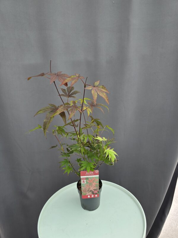 Acer Palmatum Atropurpureum - Vöröslevelű japánjuhar  ↑35-40cm ⊘10cm