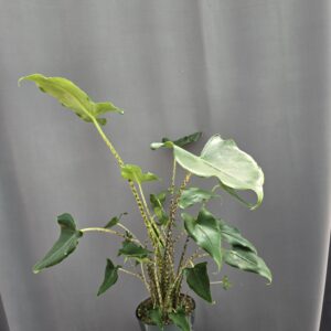 Alocasia Zebrina ↑65cm ⊘17cm