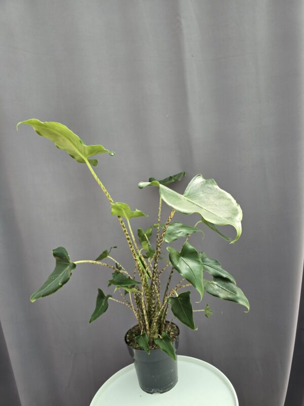 Alocasia Zebrina ↑65cm ⊘17cm
