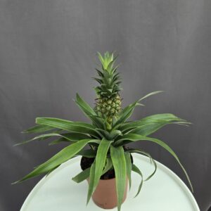 Szobai ananász ↑35cm ⊘ 12cm