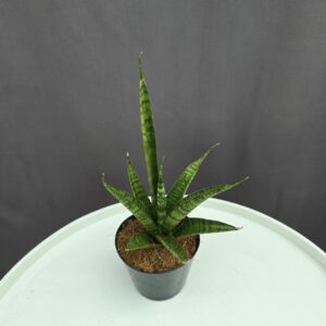 Elágazó Sansaveria ↑15cm ⊘10cm