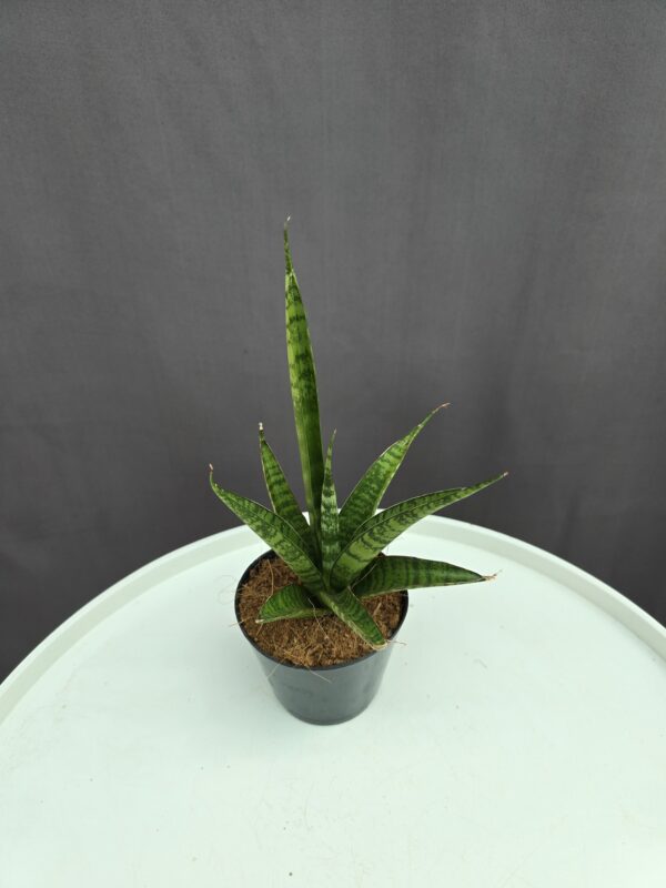 Elágazó Sansaveria ↑15cm ⊘10cm