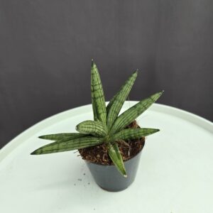 Sansevieria 'Helios Dwarf' ↑15cm ⊘ 8
10cm