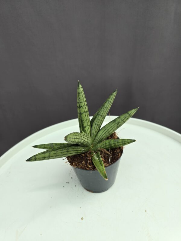 Sansevieria 'Helios Dwarf' ↑15cm ⊘ 8
10cm