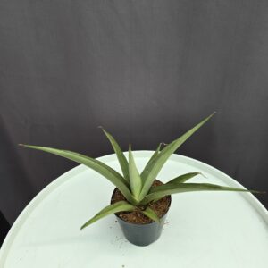 Sansevieria Silver Syreni ↑15cm 10cm