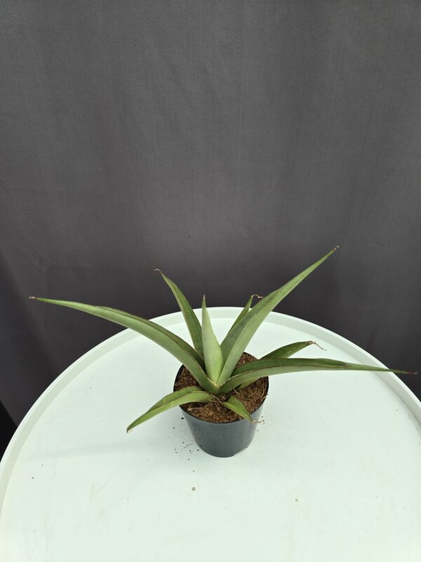 Sansevieria Silver Syreni ↑15cm 10cm