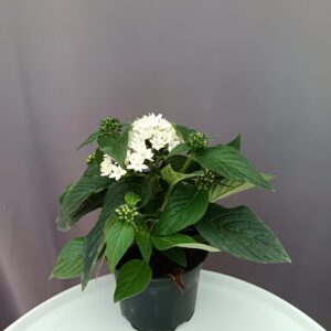 Egyiptomi csillagcsokor fehér - Pentas ↑25cm ⊘12cm