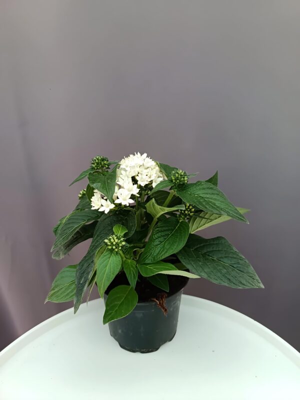 Egyiptomi csillagcsokor fehér - Pentas ↑25cm ⊘12cm