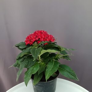 Egyiptomi csillagcsokor piros - Pentas ↑25cm ⊘12cm