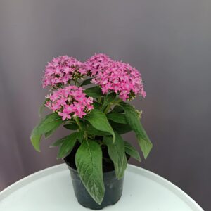 Egyiptomi csillagcsokor rózsaszín - Pentas ↑25cm ⊘12cm
