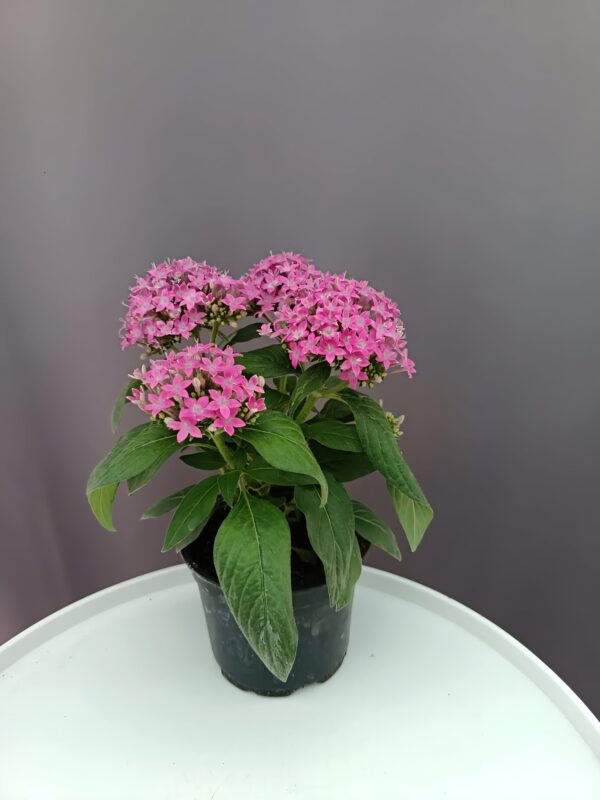 Egyiptomi csillagcsokor rózsaszín - Pentas ↑25cm ⊘12cm