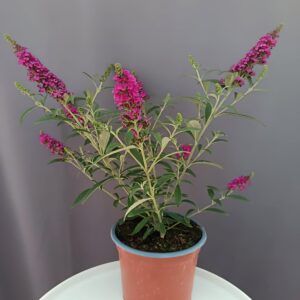 Buddleja davidii - Törpe nyári orgona ciklámen ↑30cm ⊘12cm