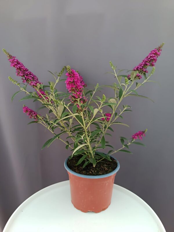 Buddleja davidii - Törpe nyári orgona ciklámen ↑30cm ⊘12cm