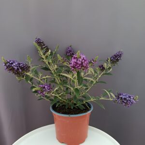 Buddleja davidii - Törpe nyári orgona lila ↑30cm ⊘12cm