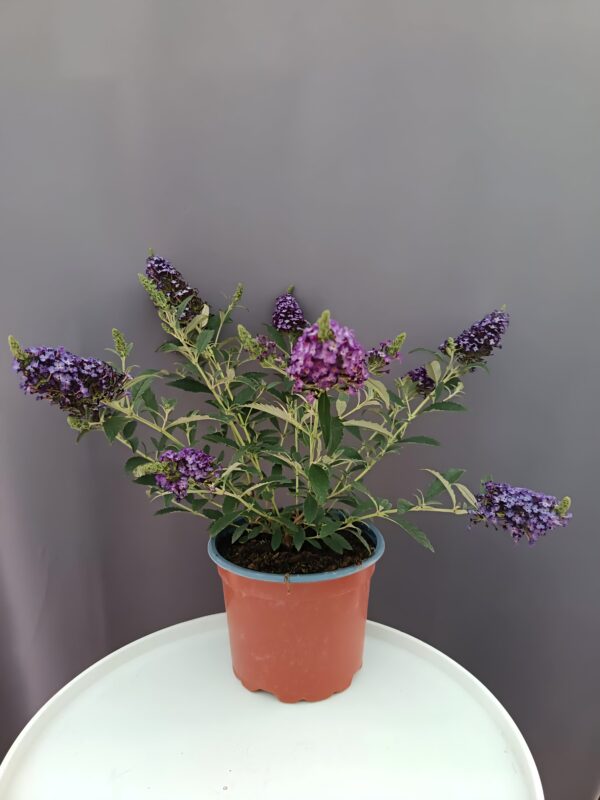 Buddleja davidii - Törpe nyári orgona lila ↑30cm ⊘12cm