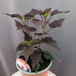 Hibiscus 'Dark Mystery ↑35cm ⊘23cm