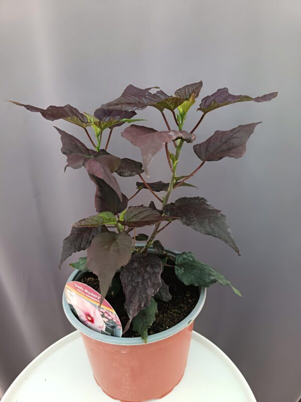 Hibiscus 'Dark Mystery ↑35cm ⊘23cm