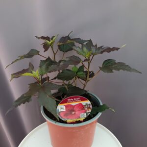 Hibiscus 'Holly Grail' ↑35cm ⊘23cm