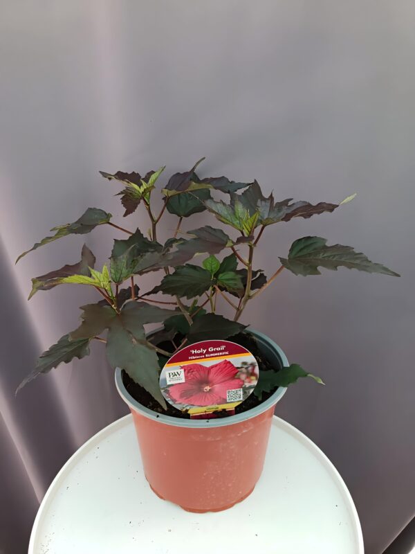 Hibiscus 'Holly Grail' ↑35cm ⊘23cm