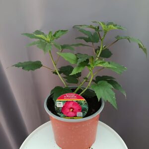 Hibiscus 'Summer in Paradise' ↑35cm ⊘23cm