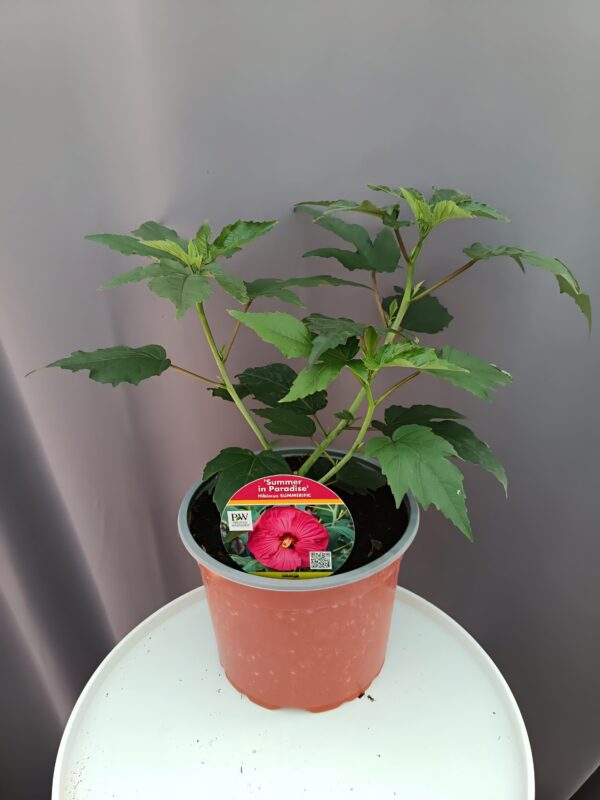 Hibiscus 'Summer in Paradise' ↑35cm ⊘23cm