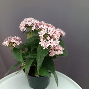 Egyiptomi csillagcsokor halvány rózsaszín- Pentas ↑25cm ⊘12cm