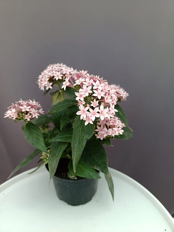 Egyiptomi csillagcsokor halvány rózsaszín- Pentas ↑25cm ⊘12cm