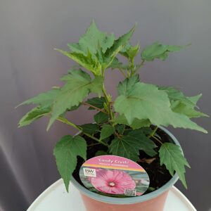 Hibiscus  'Candy Crash' ↑35cm ⊘23cm