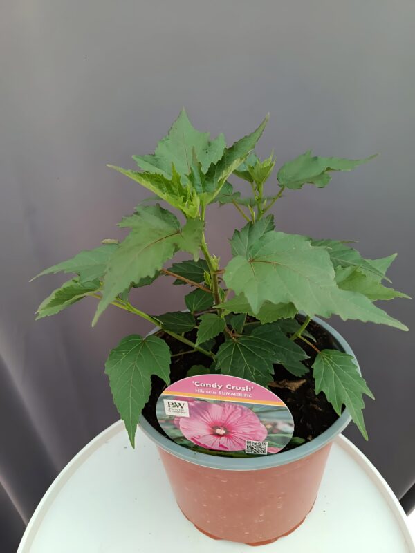 Hibiscus  'Candy Crash' ↑35cm ⊘23cm