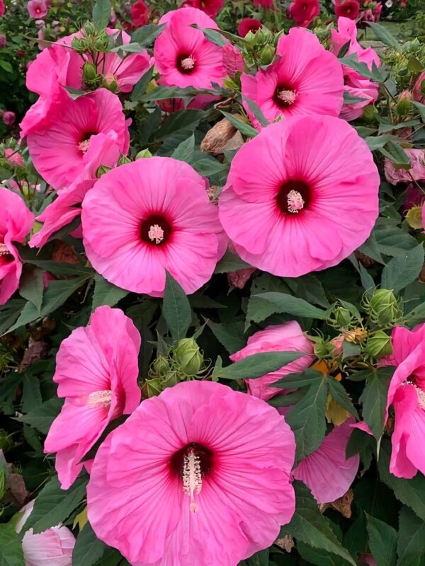Hibiscus  'Candy Crash' ↑35cm ⊘23cm - Image 2