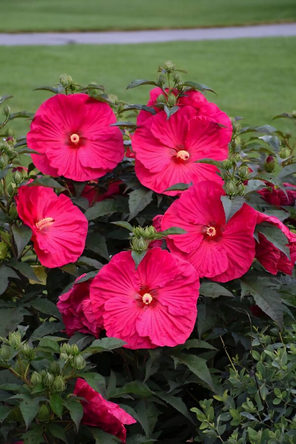 Hibiscus 'Summer in Paradise' ↑35cm ⊘23cm - Image 2