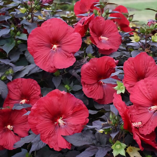 Hibiscus 'Holly Grail' ↑35cm ⊘23cm - Image 2