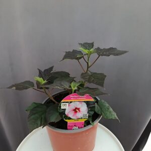 Hibiscus 'Perfect Storm' ↑35cm ⊘23cm