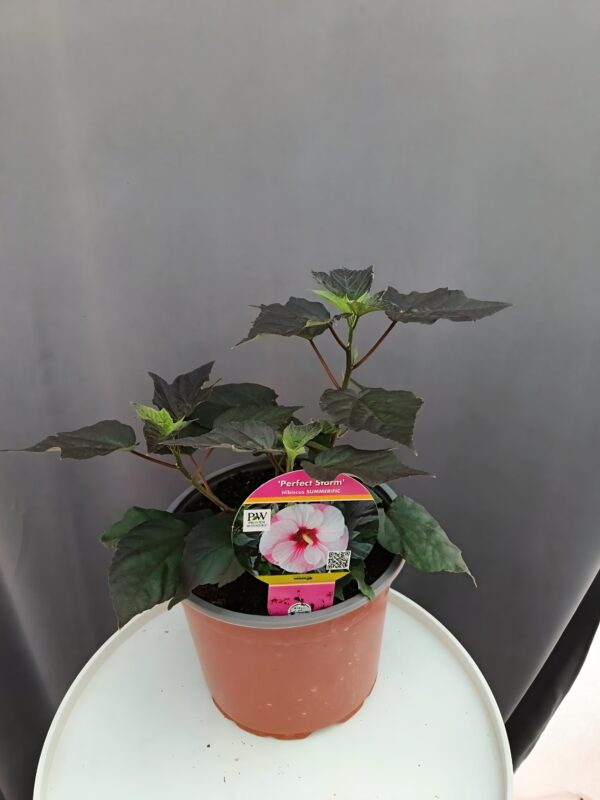 Hibiscus 'Perfect Storm' ↑35cm ⊘23cm